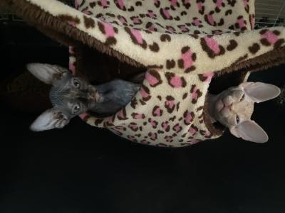 Nella Williams - Cat Breeder - Astoria&comma; NY&comma; US