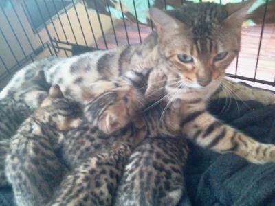 Tammy - Cat Breeder - Middleport, NY, US Tammy - Cat Breeder - Middleport, NY, US