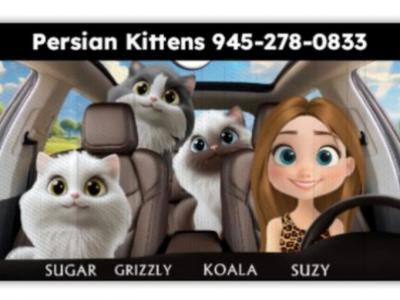 Suzy - Cat Breeder - Lewisville, TX, US Suzy - Cat Breeder - Lewisville, TX, US