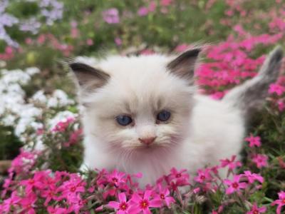 Victoria Aungst - Cat Breeder - Pine Grove, PA, US Victoria Aungst - Cat Breeder - Pine Grove, PA, US
