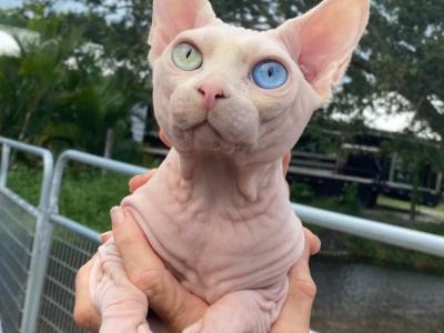 Goldcoast sphynx - Cat Breeder - Okeechobee&comma; FL&comma; US
