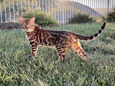 Vesna - Cat Breeder - Corona&comma; CA&comma; US