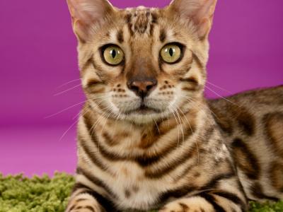 Vesna - Cat Breeder - Camino&comma; CA&comma; US