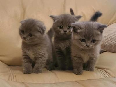 Natalie - Cat Breeder - North Highlands, CA, US Natalie - Cat Breeder - North Highlands, CA, US