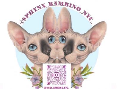 Genesis - Cat Breeder - The Bronx&comma; NY&comma; US