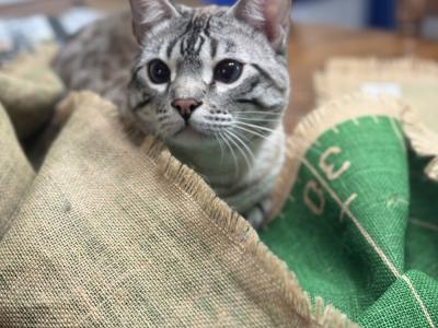 Brandy Jewell - Cat Breeder - ME&comma; US