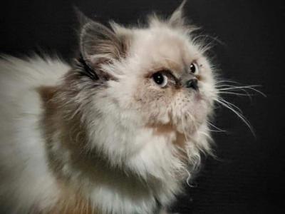 Celtic Isle - Cat Breeder - RI, US Celtic Isle - Cat Breeder - RI, US