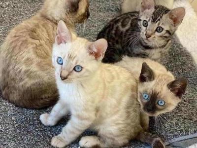 Rana - Cat Breeder - NJ, US Rana - Cat Breeder - NJ, US