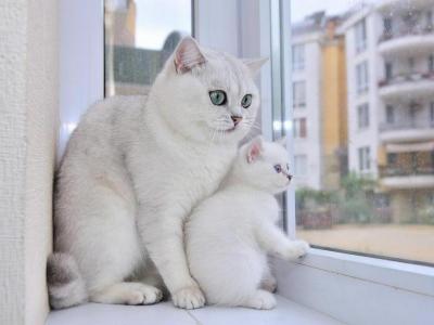 Jane - Cat Breeder - Houston&comma; TX&comma; US