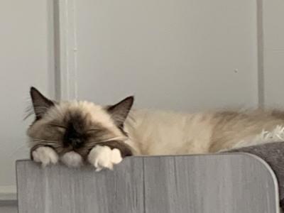 Sarava Ragdolls - Cat Breeder - Central Nyack, NY, US Sarava Ragdolls - Cat Breeder - Central Nyack, NY, US