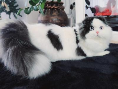 Yelena - Cat Breeder - Staten Island&comma; NY&comma; US