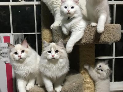 Kristy - Cat Breeder - Tuscaloosa&comma; AL&comma; US