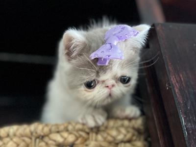 Jenny - Cat Breeder - Ozark&comma; AL&comma; US