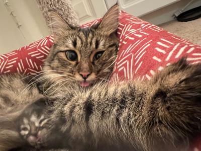 Amro - Cat Breeder - Silver Spring&comma; MD&comma; US