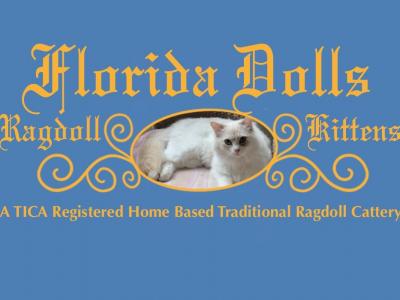 Floridadolls - Cat Breeder - Ocala&comma; FL&comma; US