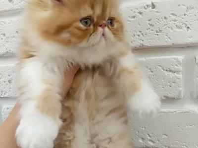 Viacheslav - Cat Breeder - Miami&comma; FL&comma; US