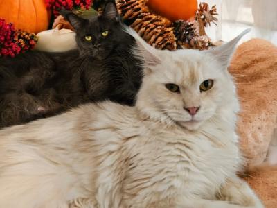 Emma - Cat Breeder - Kingman&comma; AZ&comma; US