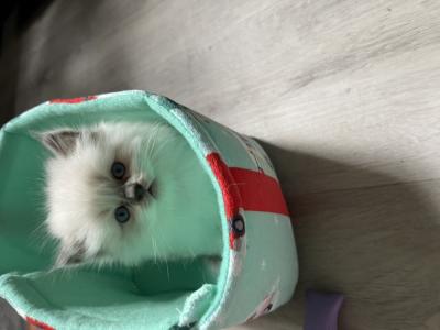 Anya - Cat Breeder - Delray Beach&comma; FL&comma; US