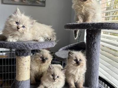 Keith - Cat Breeder - Bonita Springs&comma; FL&comma; US