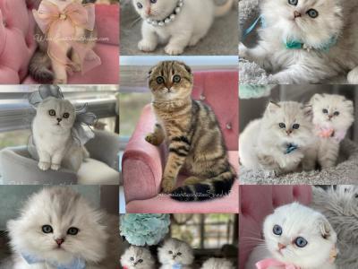Scottish Cat Shalom - Cat Breeder - Sun City Center, FL, US Scottish Cat Shalom - Cat Breeder - Sun City Center, FL, US