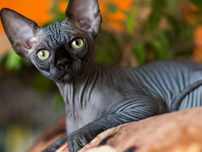 Sphynx & Devon Universe - Cat Breeder - Brooklyn&comma; NY&comma; US