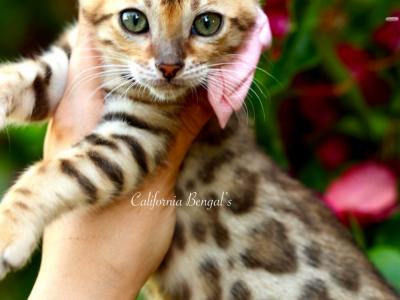 Amy - Cat Breeder - Temecula&comma; CA&comma; US