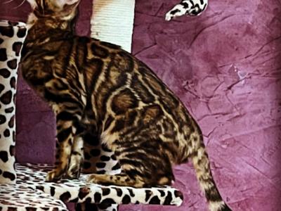 Smithpoint Bengals - Cat Breeder - Moriches&comma; NY&comma; US