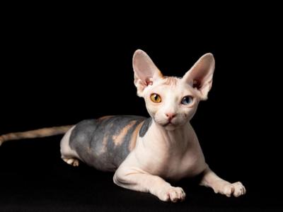 Satin shine cattery - Cat Breeder - Brooklyn&comma; NY&comma; US