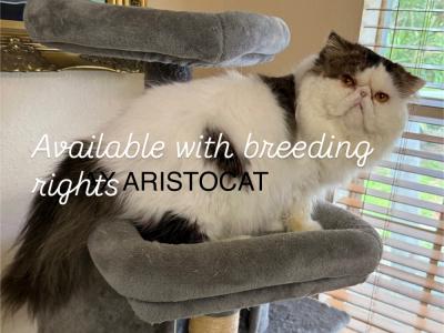 Yasmin - Cat Breeder - Clewiston, FL, US Yasmin - Cat Breeder - Clewiston, FL, US