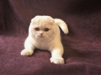 Maria Shevchenko - Cat Breeder - Wendell&comma; NC&comma; US