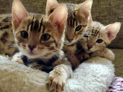 Paul - Cat Breeder - CA&comma; US