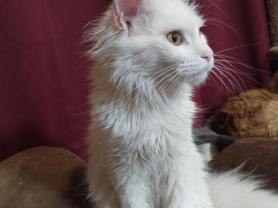 Denise - Cat Breeder - Trevor&comma; WI&comma; US