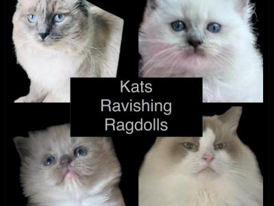 KATS Ravishing Ragdolls - Cat Breeder - Lancaster, PA, US KATS Ravishing Ragdolls - Cat Breeder - Lancaster, PA, US