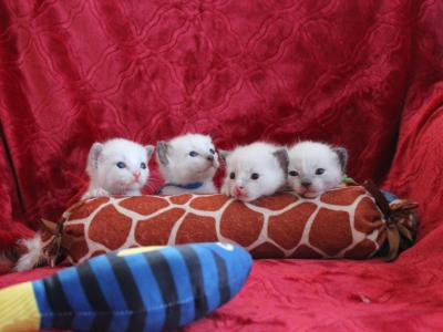Kathie - Cat Breeder - Anza&comma; CA&comma; US