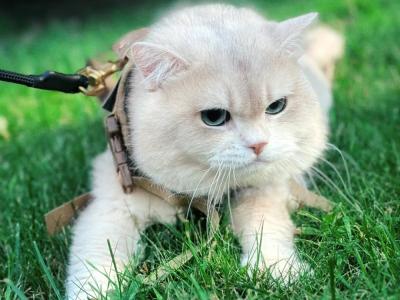 Anna - Cat Breeder - Queens&comma; NY&comma; US