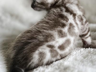 Carrie - Cat Breeder - Hermann&comma; MO&comma; US