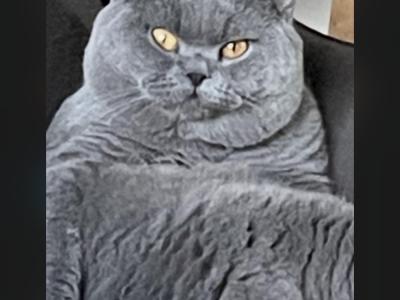 Nikki Rickard - Cat Breeder - Charlotte&comma; NC&comma; US