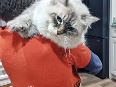 Anna Duglas - Cat Breeder - Tallahassee, FL, US Anna Duglas - Cat Breeder - Tallahassee, FL, US
