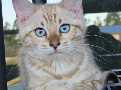 Lilly - Cat Breeder - Punta Gorda&comma; FL&comma; US