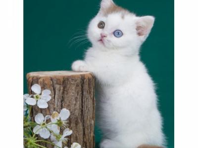 CatsdogsUSA - Cat Breeder - Empire State&comma; NY&comma; US