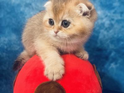 EliteScottish - Cat Breeder - Baton Rouge&comma; LA&comma; US