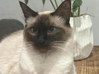 Nathalie - Cat Breeder - CA&comma; US
