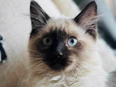 Nathalie - Cat Breeder - CA&comma; US