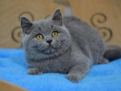 CatsdogsUSA - Cat Breeder - Brooklyn&comma; NY&comma; US