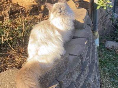 Ann - Cat Breeder - Branson&comma; MO&comma; US