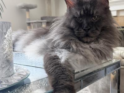 MaineCoon Legion Cattery - Cat Breeder - Huntley&comma; IL&comma; US