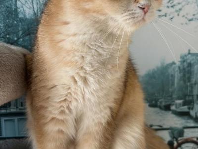 Irina - Cat Breeder - New York&comma; NY&comma; US