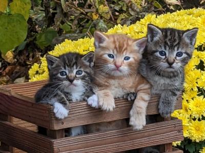 Lois Sensenig - Cat Breeder - Reading, PA, US Lois Sensenig - Cat Breeder - Reading, PA, US