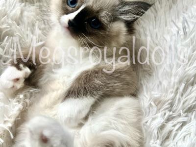 Megan - Cat Breeder - Hudson, OH, US Megan - Cat Breeder - Hudson, OH, US