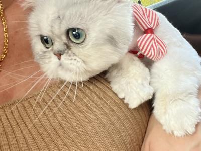 Elise - Cat Breeder - Canton&comma; GA&comma; US